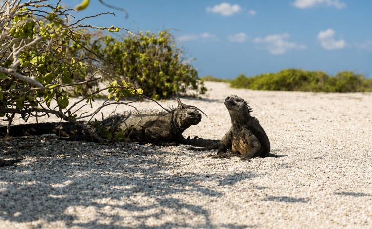 Two marine iguana in Galapagos Island