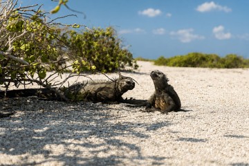 Galapagos: Aqua Mare | West 8 days