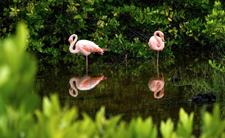 Vibrant flamingos in Galapagos