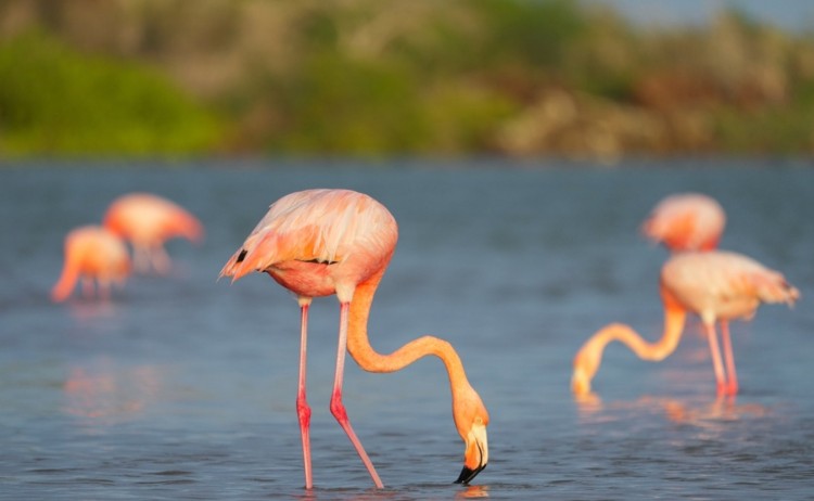 Wildlife in Galapagos