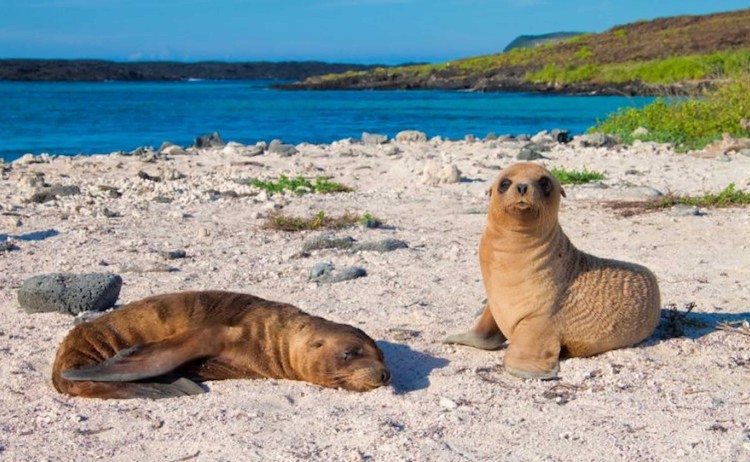 Archipel 1 seal
