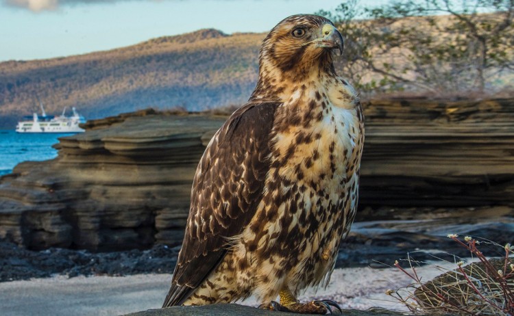 galapagos hawk galapagos islands