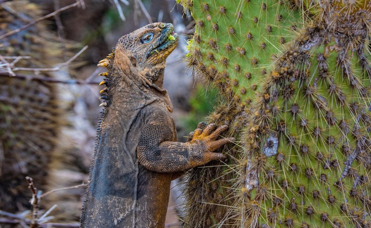 land iguana galapagos islands