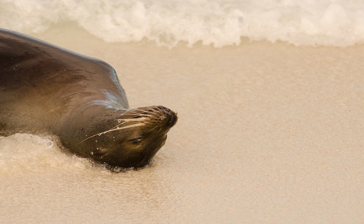 sea lions galapagos Royal