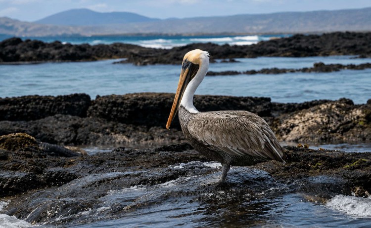 Coral I Galapagos bird life