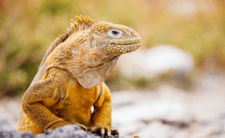 Coral I galapagos iconic land iguana