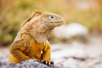 Galapagos: Coral I or II | 5 days 