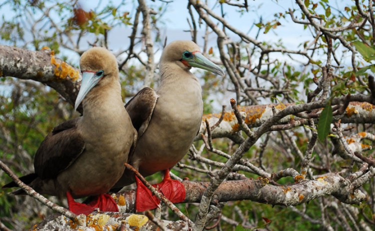 red footed boobies Royal Galapagos