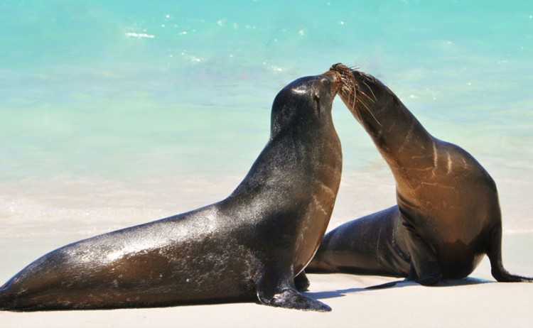 sea lions galapagos Royal Galapagos
