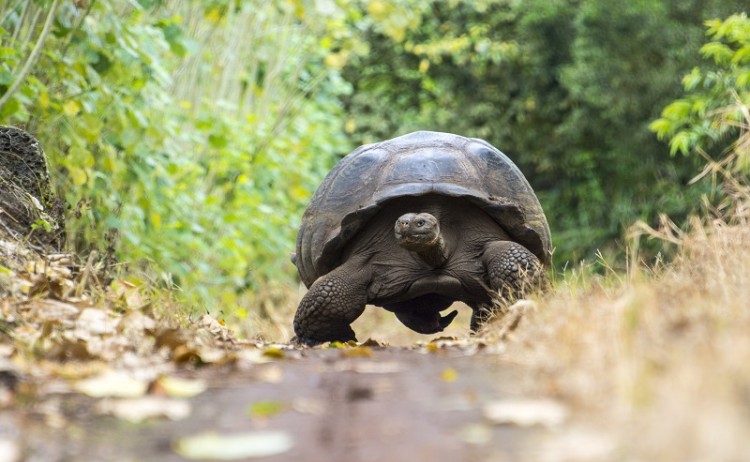 Western route, Galapagos giant tortoise
