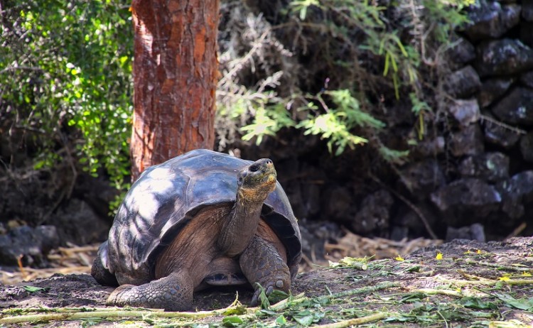 Ecogalaxy cruise, Tortoise Galapagos