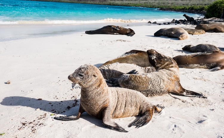 galapagos beach 3