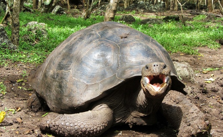 Tortoise Galapagos