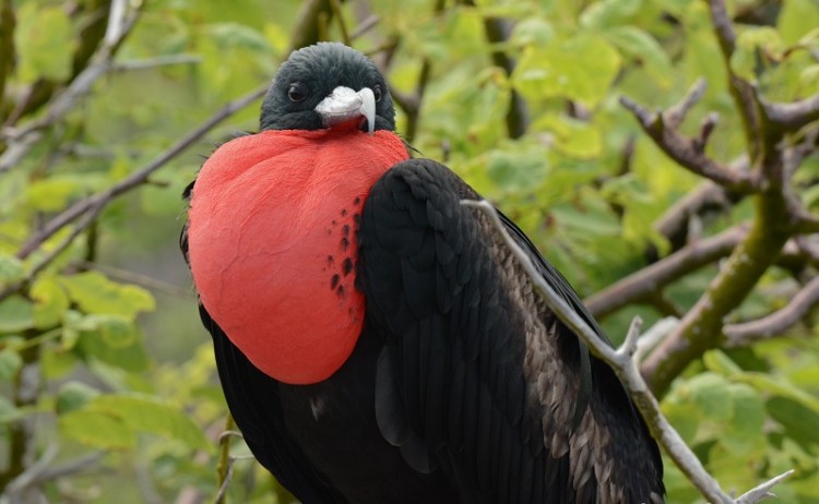 Galapagos Bird