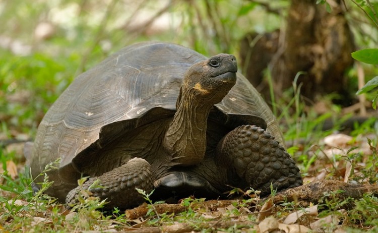 Giant tortoise in Galapagos