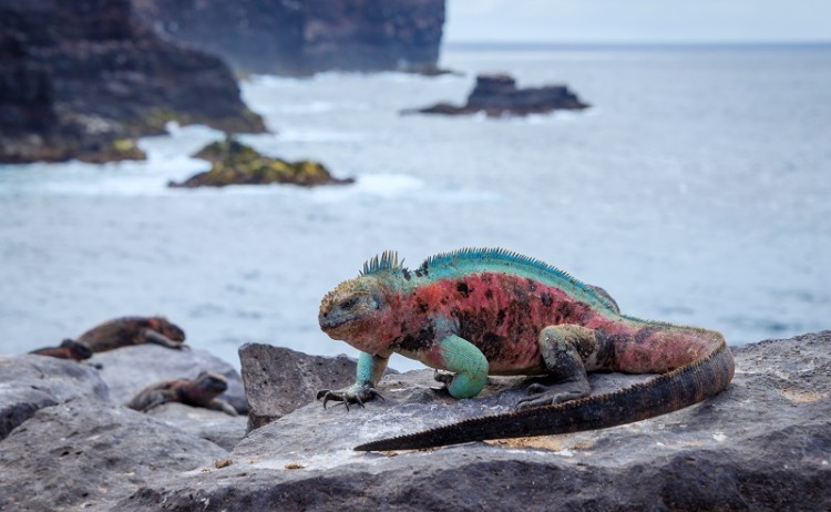 Galapagos Wildlife