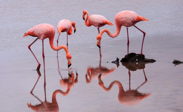 Flamingos Galapagos