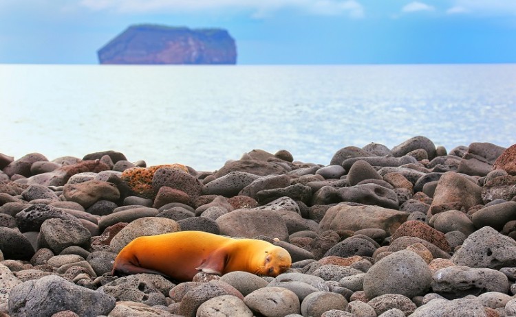 Galapagos