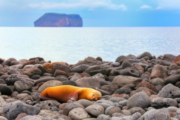 Galapagos: Calipso 8 Day