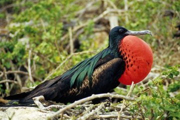 Galapagos: Calipso 8 Day