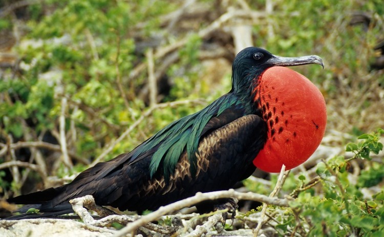 Galapagos Bird