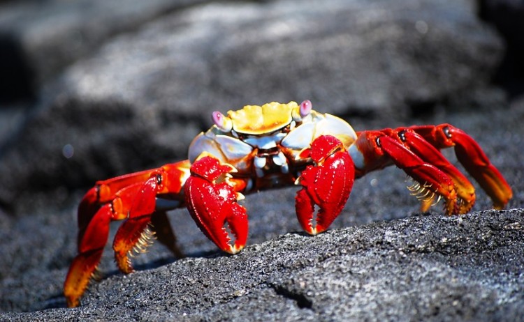 Galapagos Sally Lightfoot Crabs 3