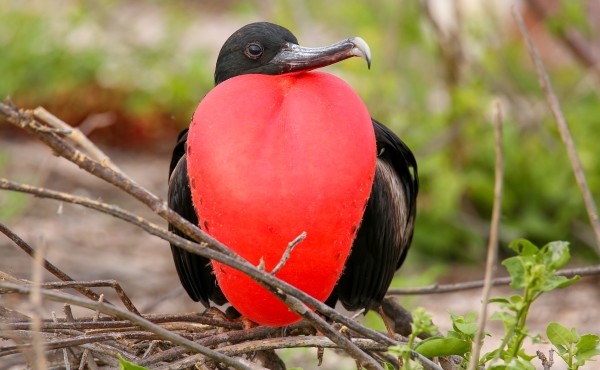 Frigatebird Galapagos  380466547
