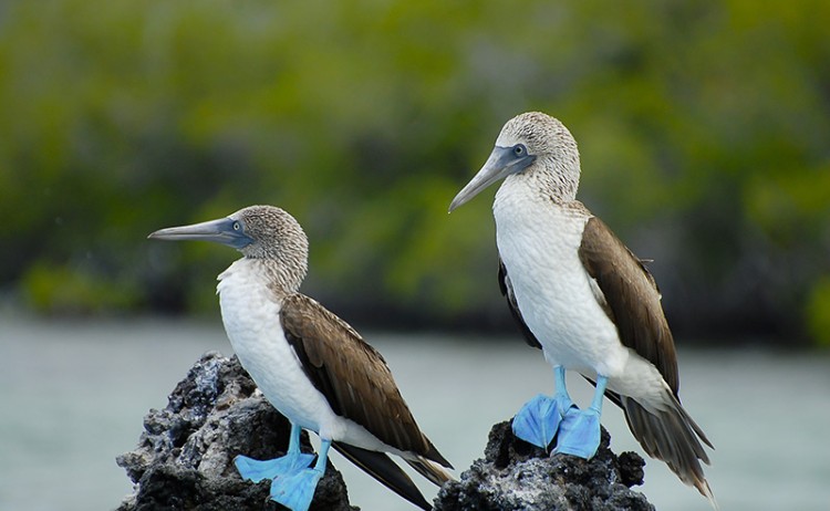 Galapagos cruise with Wendy Petrie, blue foot bird