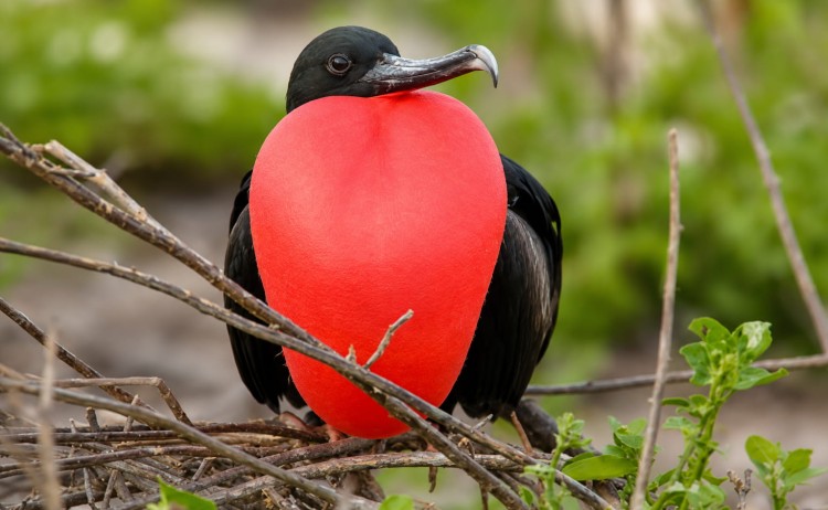 Galapagos cruise with Wendy PetrieFrigatebird Galapagos