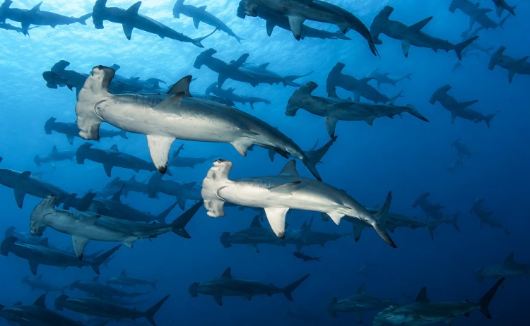 Galapagos Aqua hammerhead sharks