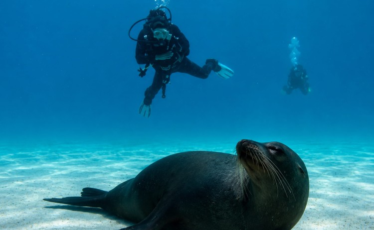 Galapagos dive cruise, Aqua diver spotted seal at the sea bottom