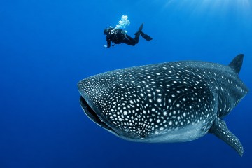 Galapagos: Dive Cruise  |  Aqua 8 Days
