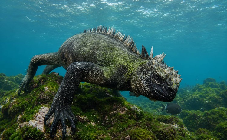 Galapagos dive cruise marine iguana