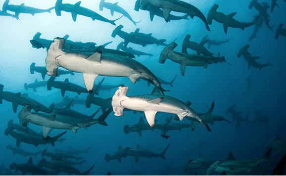galapagos hammerhead sharks