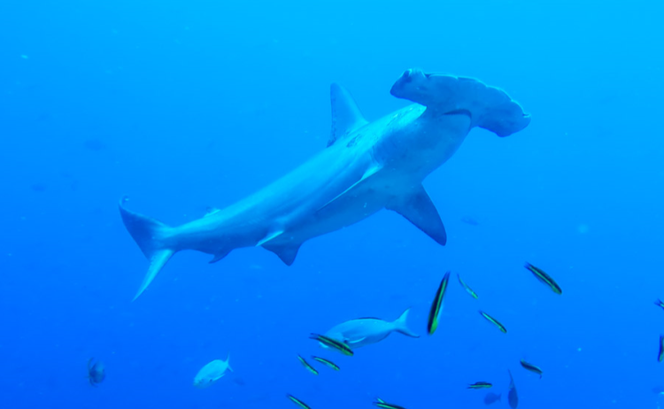 hammerhead galapagos