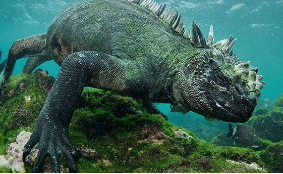 marine iguana galapagos