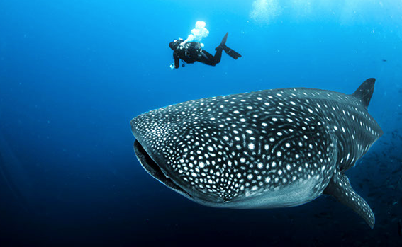 whale shark galapagos ATC