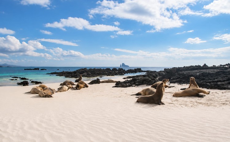 EcoGalaxy cruise Galapagos sea lions on white sand beach