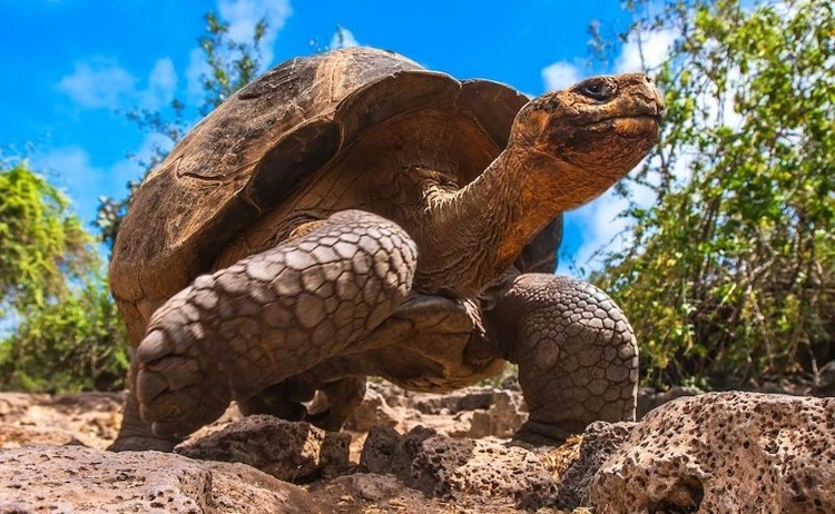 Elite cruise Giant tortoise of the Galapagos