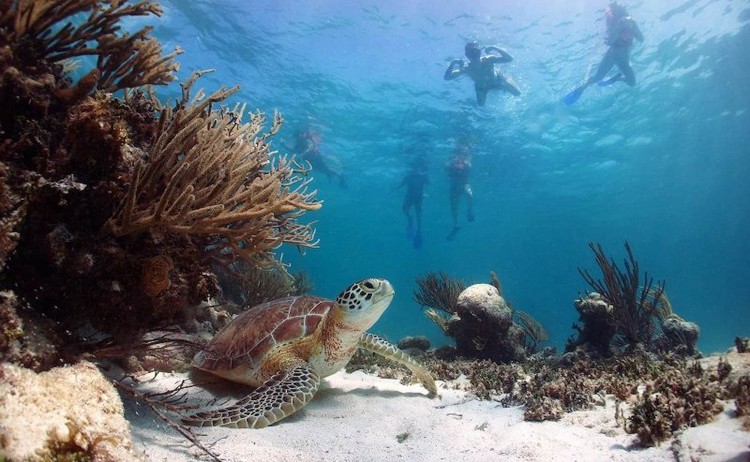 Elite cruise snorkelling in Galapagos Island