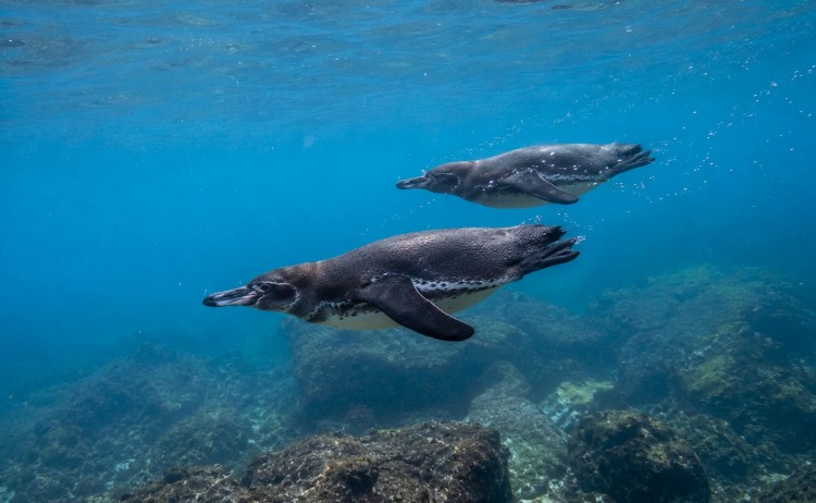 Elite cruise two Galapagos penguin