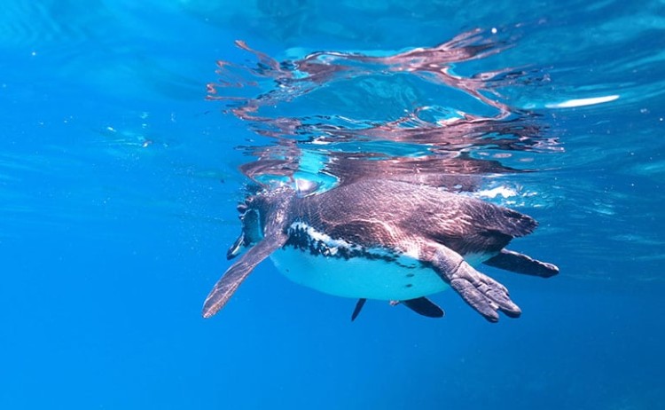 golden galapagos penguin underwater