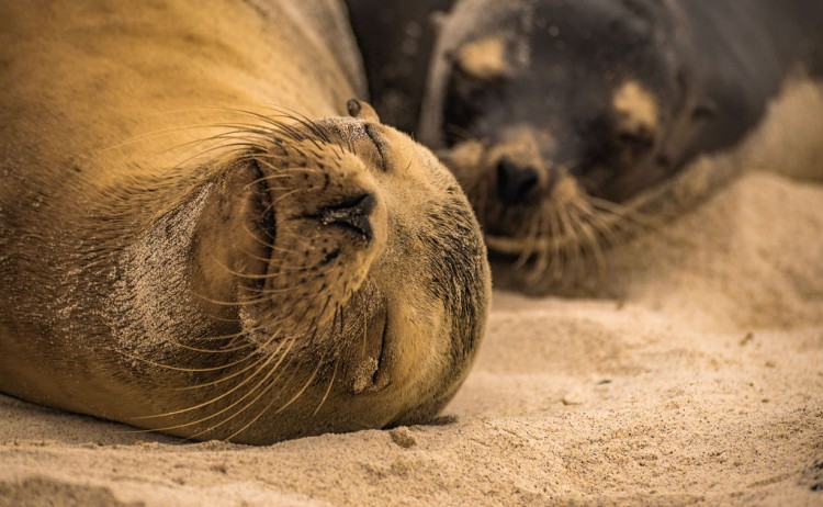 Golden Galapagos Eminence sea lions resting