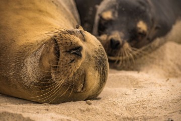 Galapagos: Eminence | 8 days luxury