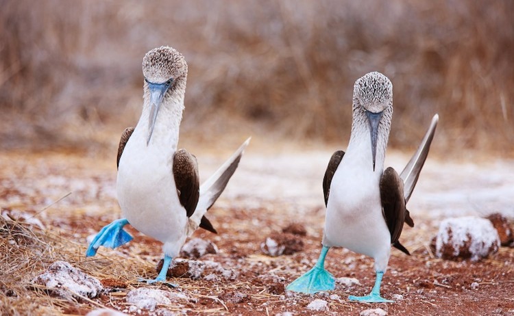 Blue Footed Boobies