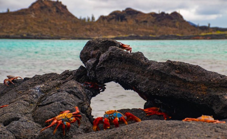 Galapagos Sally crab