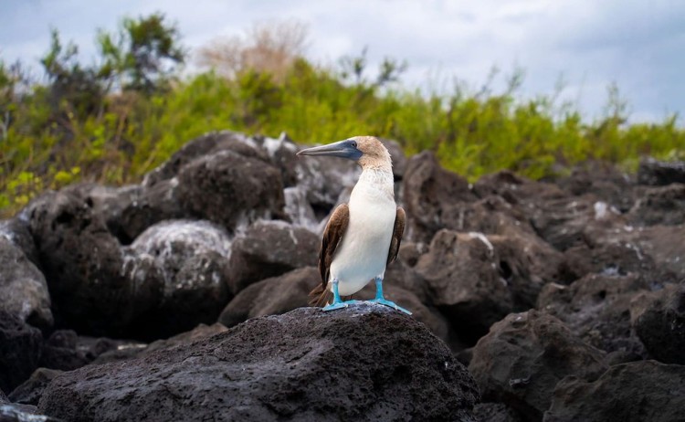 Endemic blue footed booby