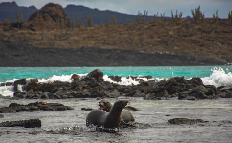 Endemic excursions seals on the Galapagos shore