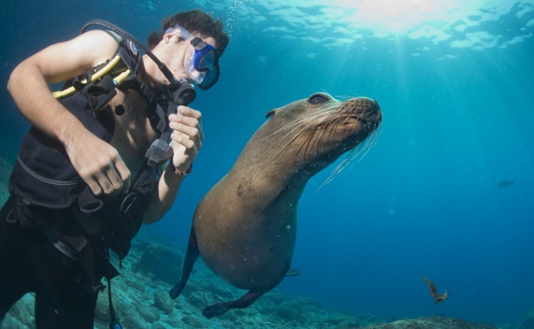 Diving with seal Galapagos