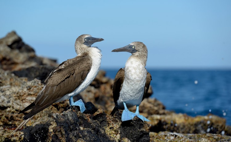 Blue footed Booby Isabella 0